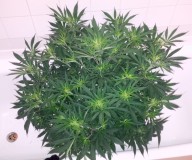 IMG_20210204_183338_edit