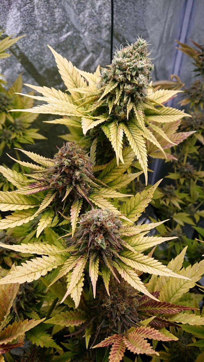 obscura1612461794617