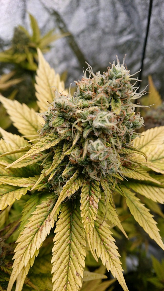 obscura1612461766863