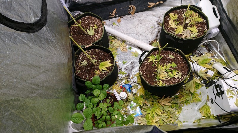 obscura1612473841612