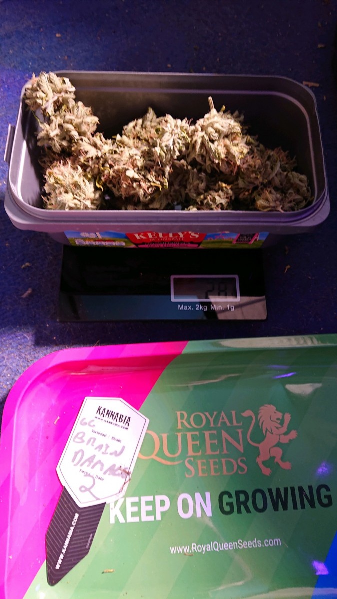 obscura1613132958350