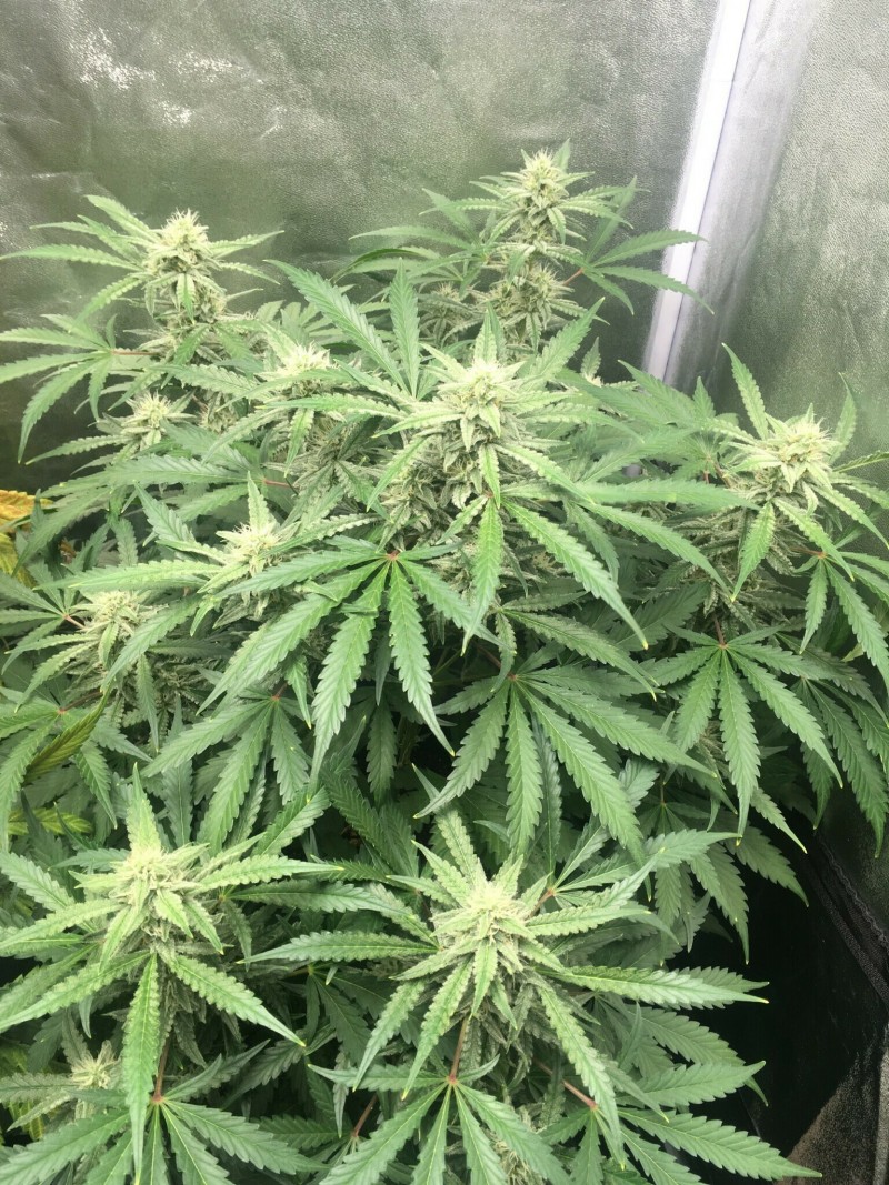 F27B3D84-94B5-43CD-B359-7C50711180E4