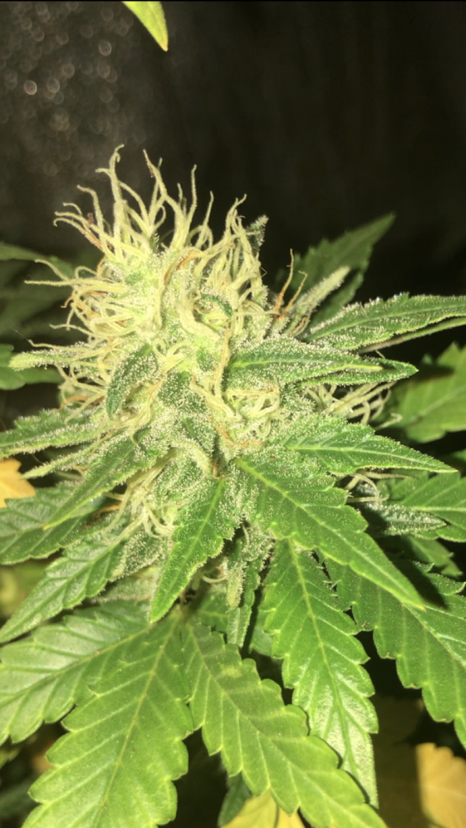 D1A7FEE7-7187-46BD-8680-961FF6AE5C45