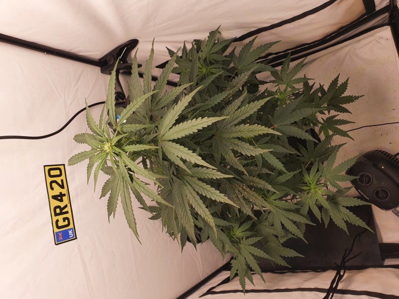 16139299765785966414366253514334