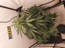 16139299765785966414366253514334