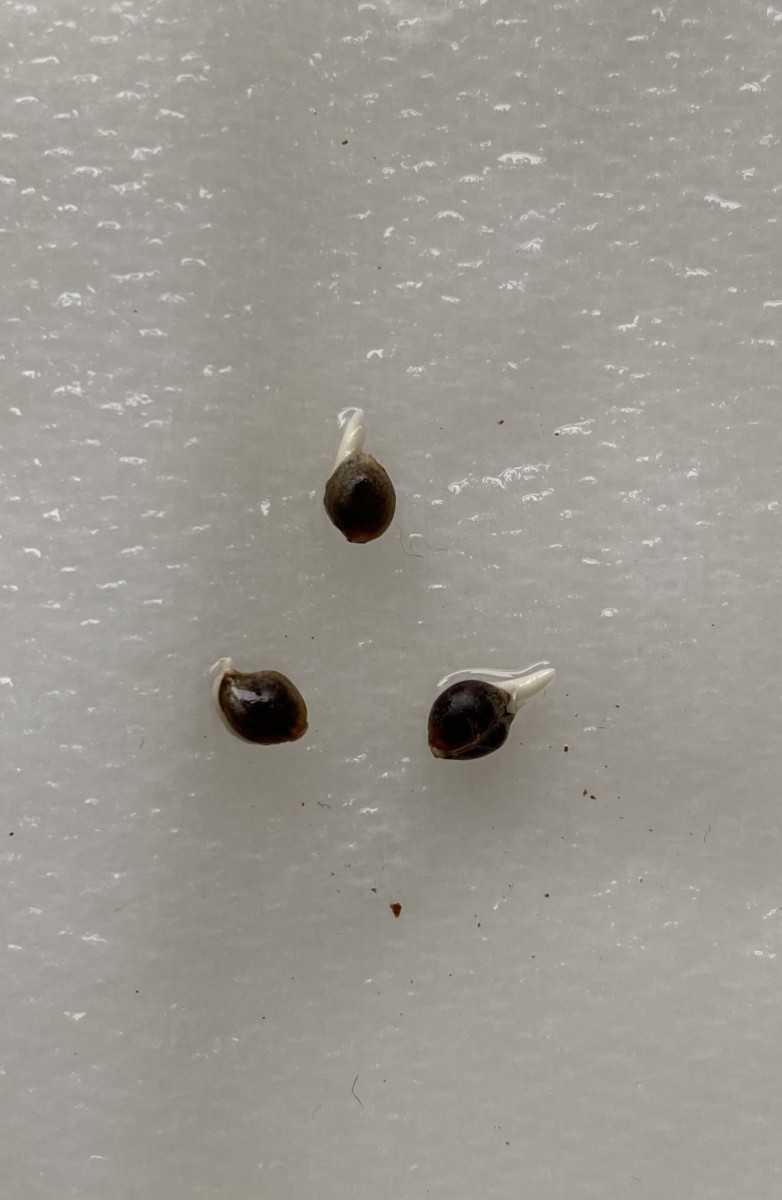 9608DF96-F491-4AD5-B105-A1E493801651