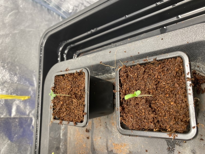 06FE3794-2719-4043-BB08-7F52A1EDEC68