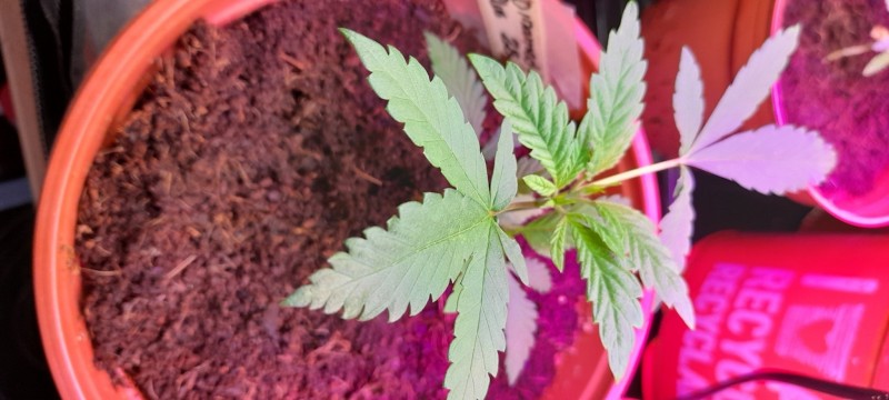 16146845205938396541411110580947