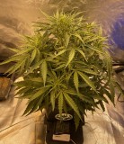 57046F79-6EAF-42C1-BA09-569F3D1A9F44