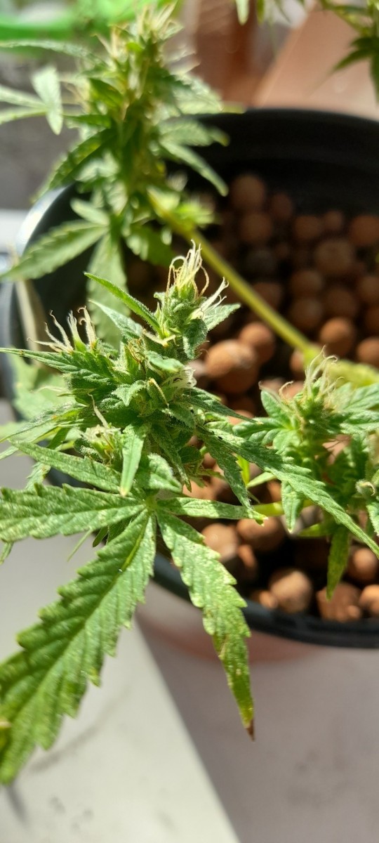 Flower by the window