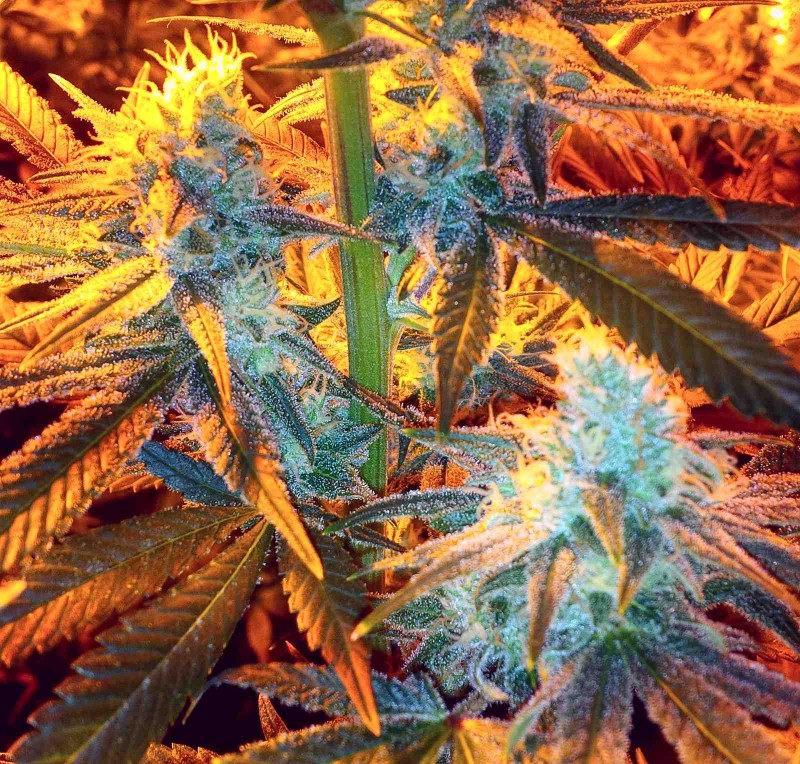 IMG_20210313_180217_edit