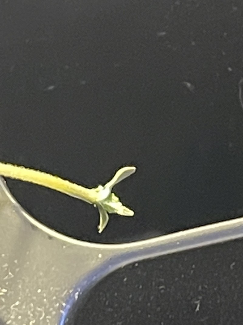 65B25FB8-33E2-4AEC-A0E6-83A1914DC66E