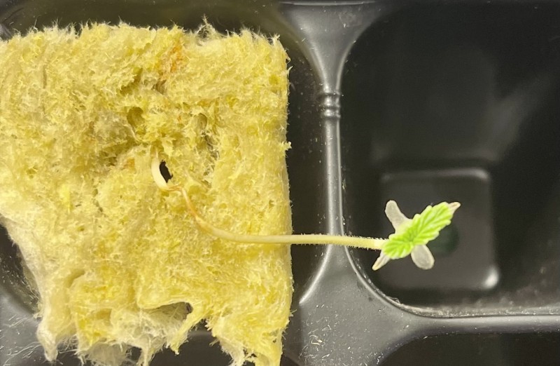 303B3F2B-D201-433F-A34B-66E4F7E02ED3