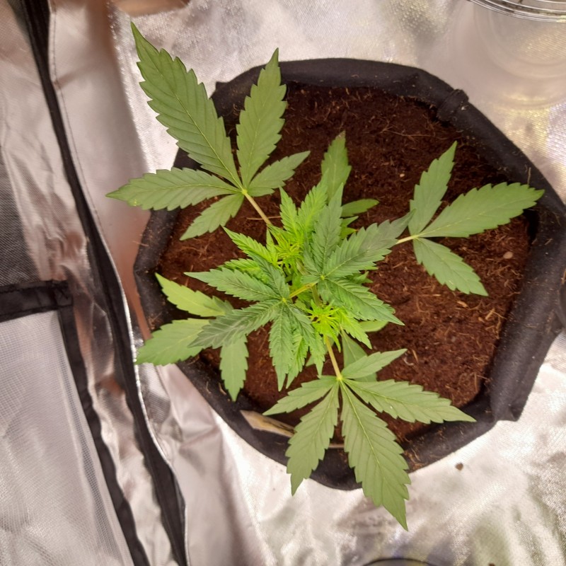 Rainbow Candy Auto week 3