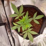 Rainbow Candy Auto week 3