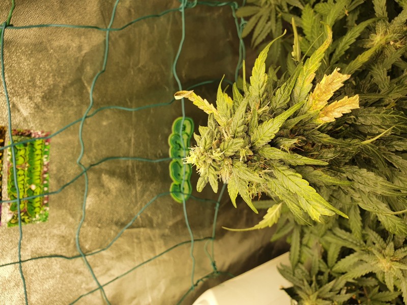 16160893973114339349087942950127