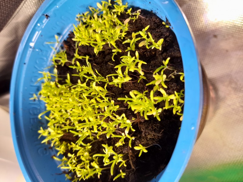 Chamomile - Paleocannabica's herbs
