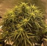 1CF23EA9-6D6F-4094-B3E6-EF91E1FDCB34