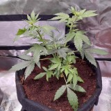 Rainbow Candy Auto week 4