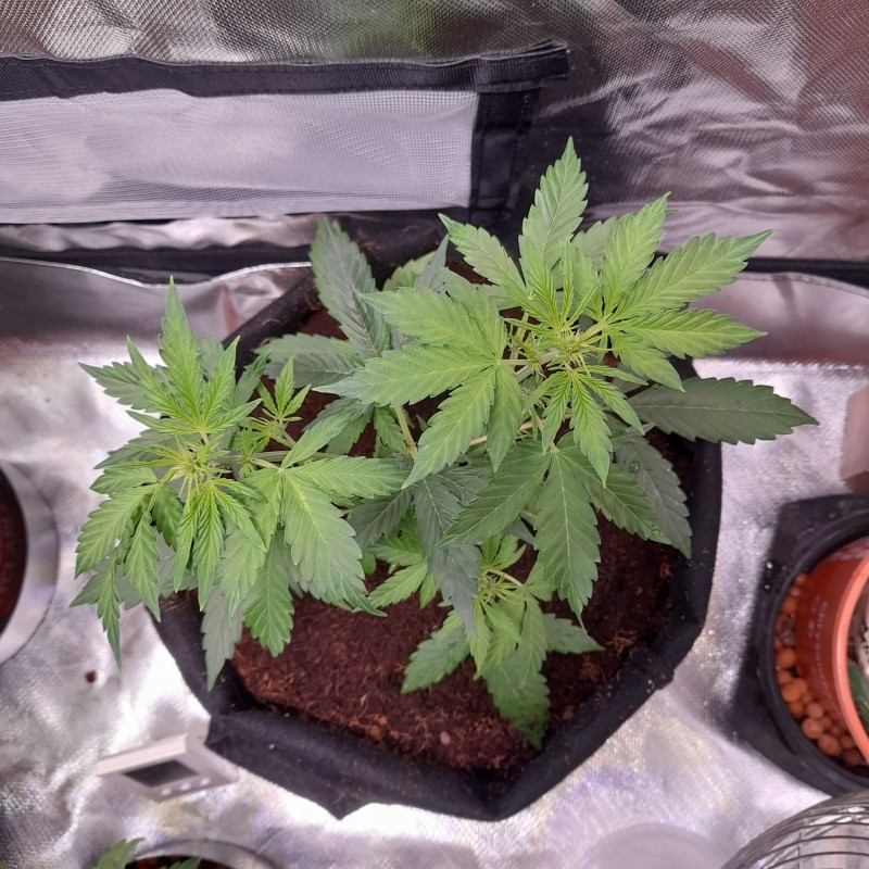 Rainbow Candy Auto week 4