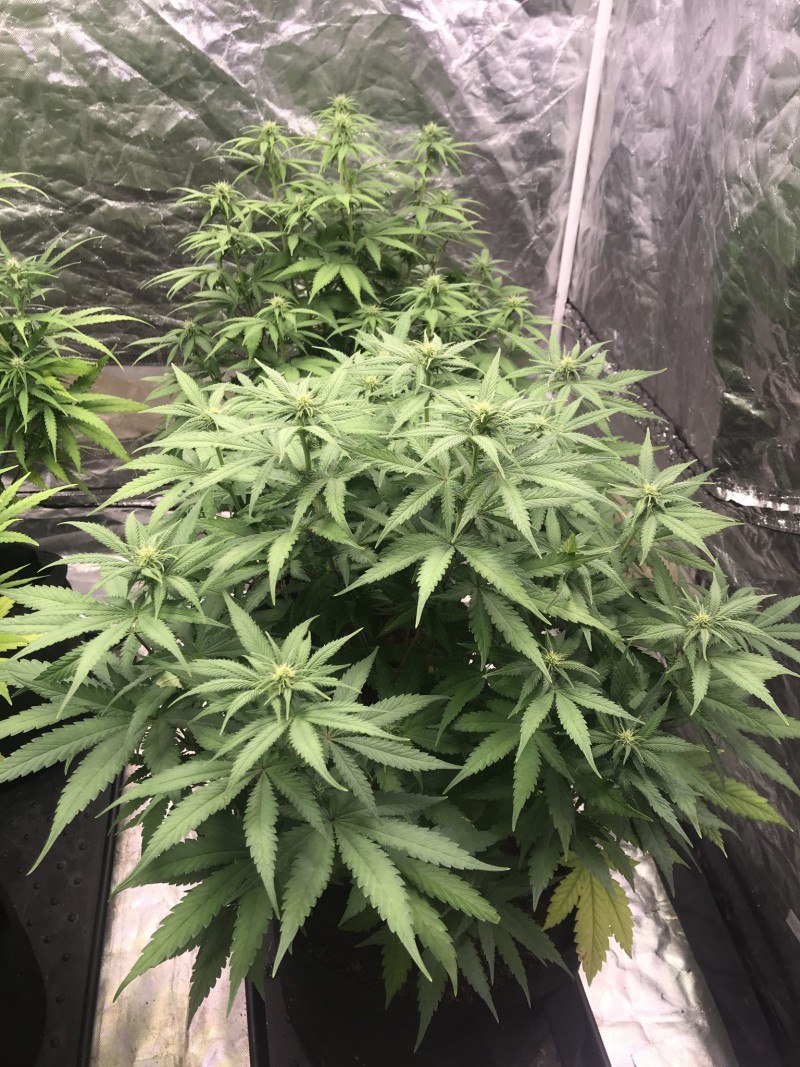 AADDAADF-5FD2-4290-A722-492C50535EEA