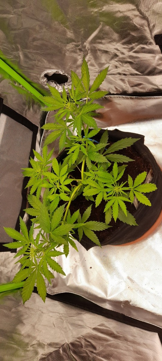 Rainbow Candy Auto week 5