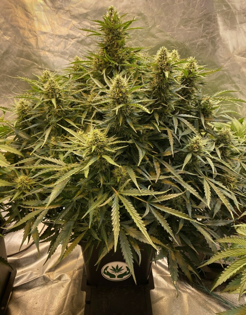 7FF86BD3-2368-48F1-B1F0-171122AC7B37