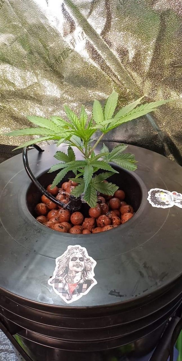 DE8A4FF5-89F4-42AE-8FB6-C69827570950