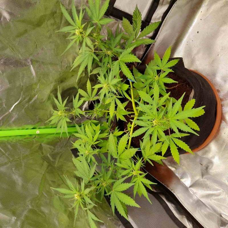 Rainbow Candy Auto week 6