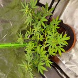 Rainbow Candy Auto week 6