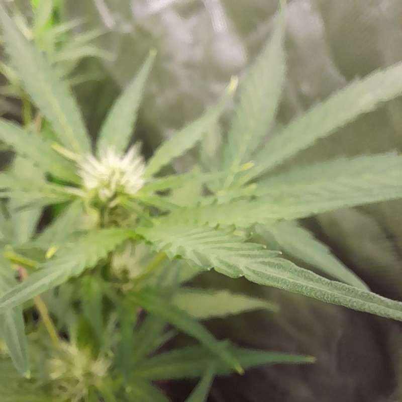 Rainbow Candy Auto week 6