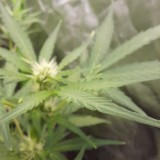 Rainbow Candy Auto week 6