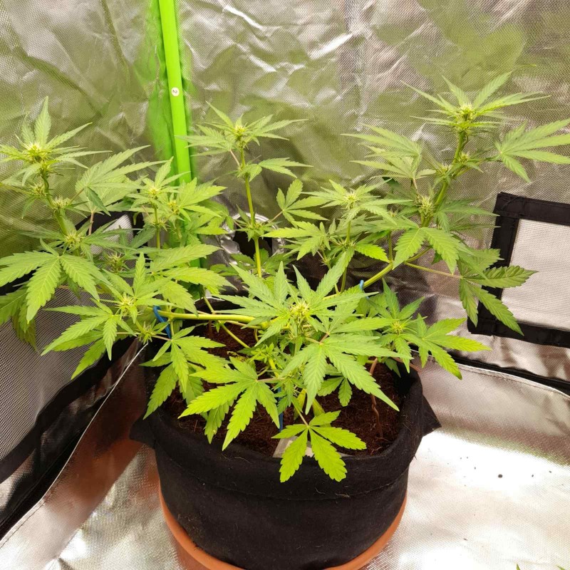 Rainbow Candy Auto week 6