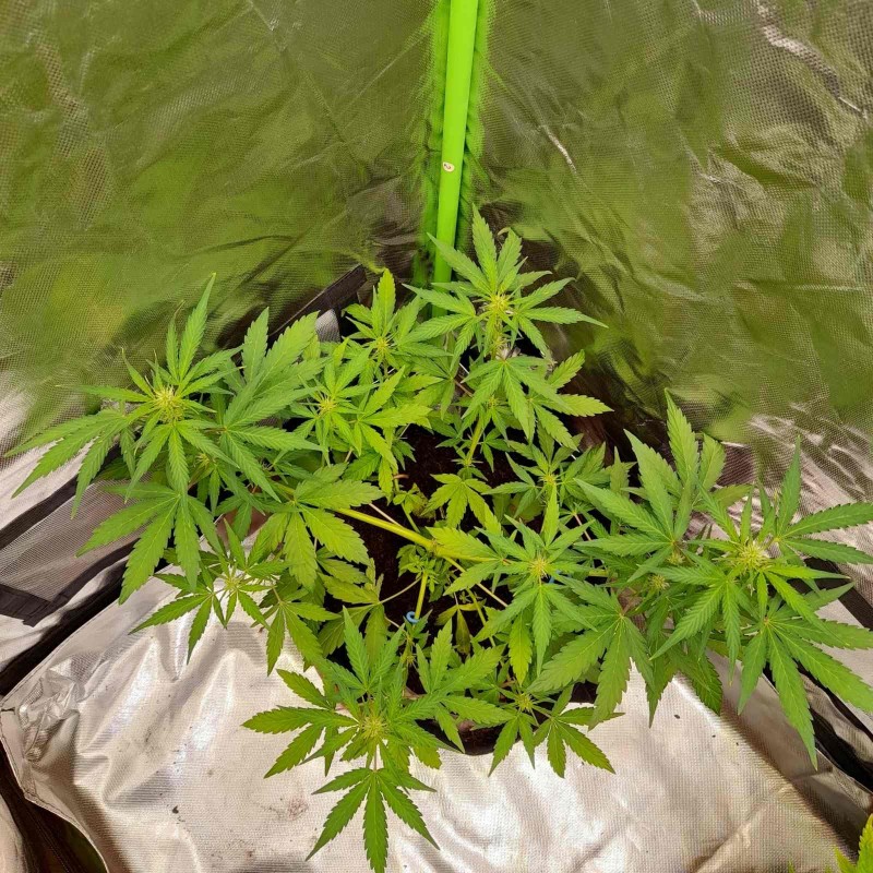 Rainbow Candy Auto week 6