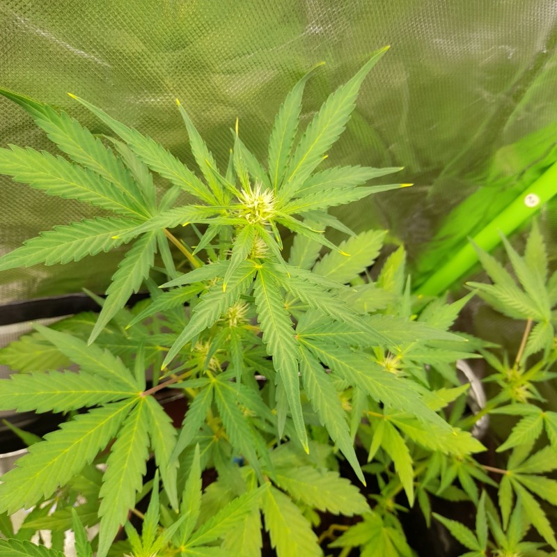 Rainbow Candy Auto week 6