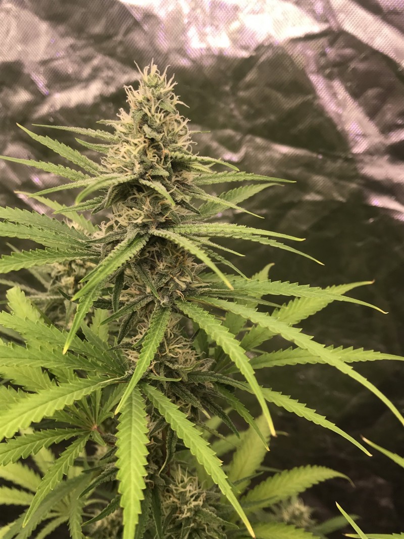 81D5D8DC-69D6-4306-8BF7-23D83A2B5CF8