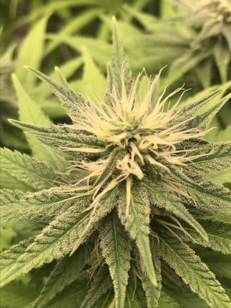 DB978185-A530-4EE8-B297-B8174F4C7723