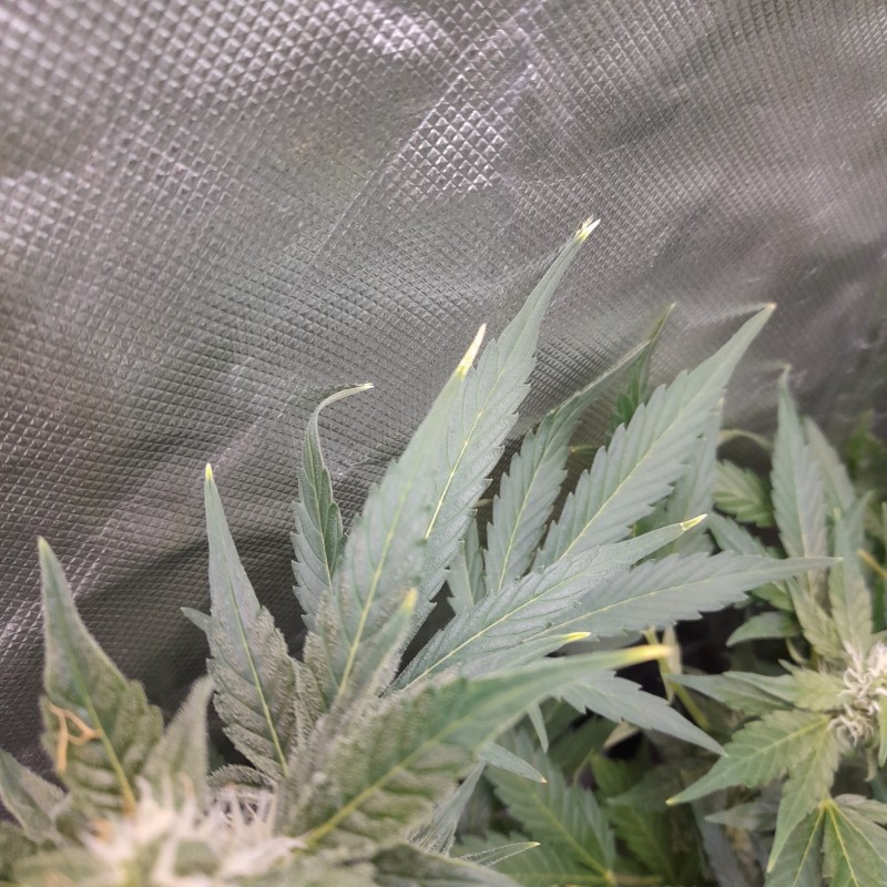 Rainbow Candy Auto yellowish