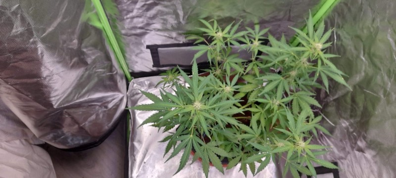 Rainbow Candy Auto week 7