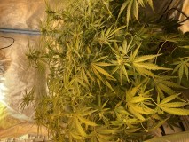 7BC77E33-C06A-446F-AD86-FDB67B0C3C9A