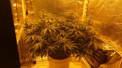 16184282986317526420742042971729