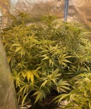 B3C34A7C-E895-4BEF-BD66-5744F50B807E