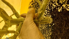 16185210620332601138367336968129