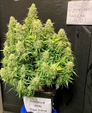 86F5AE7B-3CF2-4148-91A7-6DD3218E9F4A