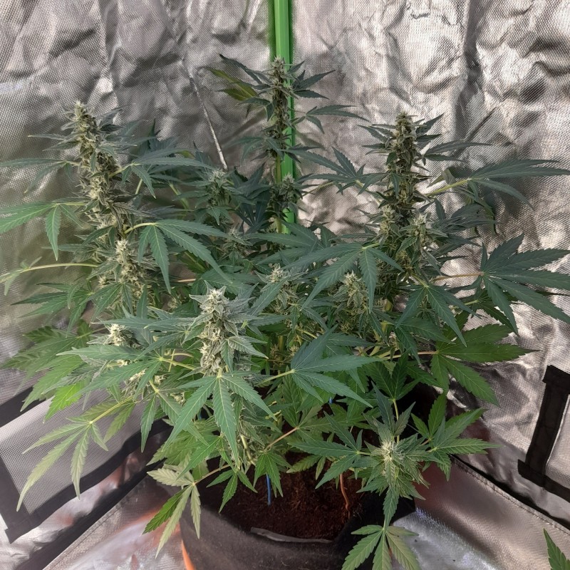 Rainbow Candy Auto week 8