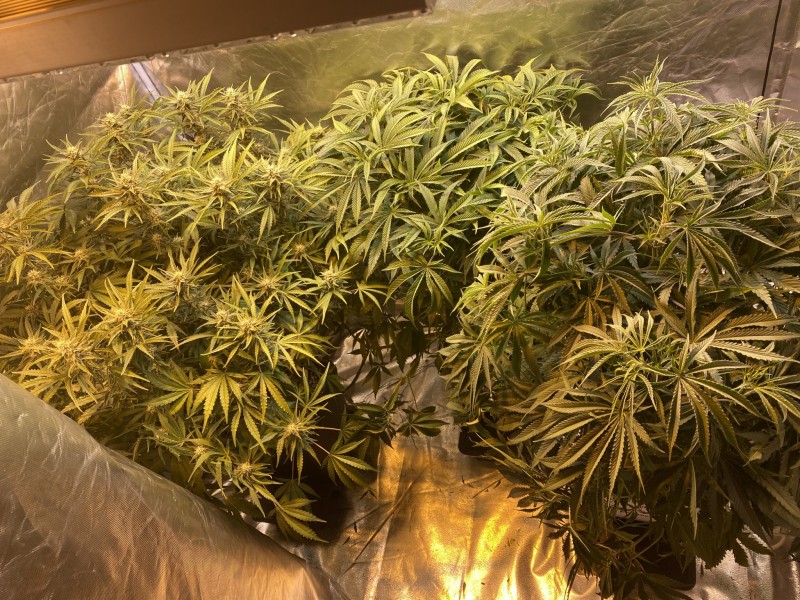 1120B268-0409-43F8-B121-2A826C62F94E