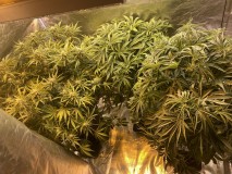 1120B268-0409-43F8-B121-2A826C62F94E