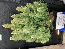 EC7B963C-2879-4F46-A4D2-504A5F6BA536