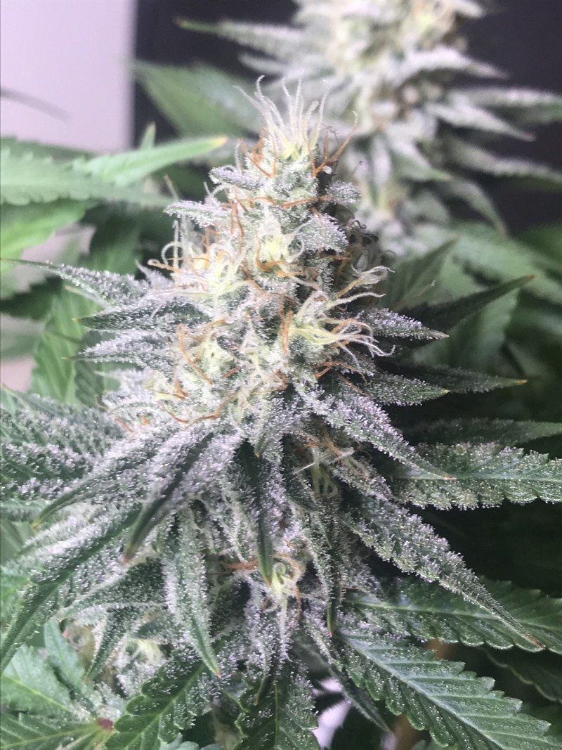 1A03CFC7-EAE8-42D5-BCD7-210B967EE3FF