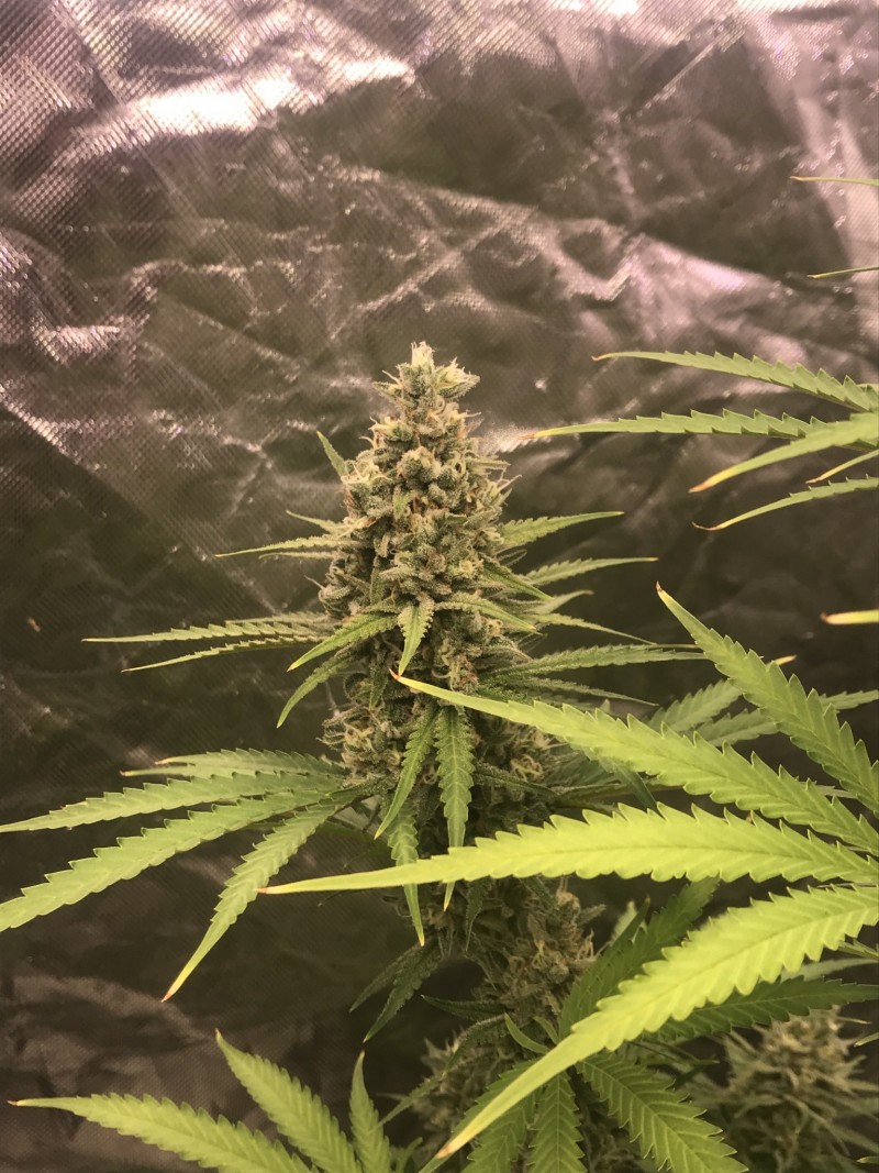 AE53EF38-0CCC-462E-9341-F77CFDE428E3